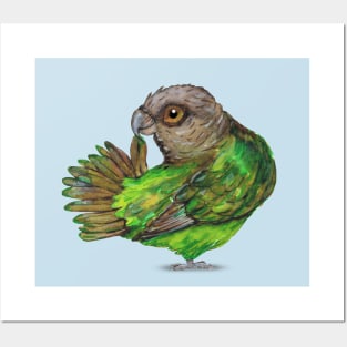 Brown-headed Parrot Posters and Art